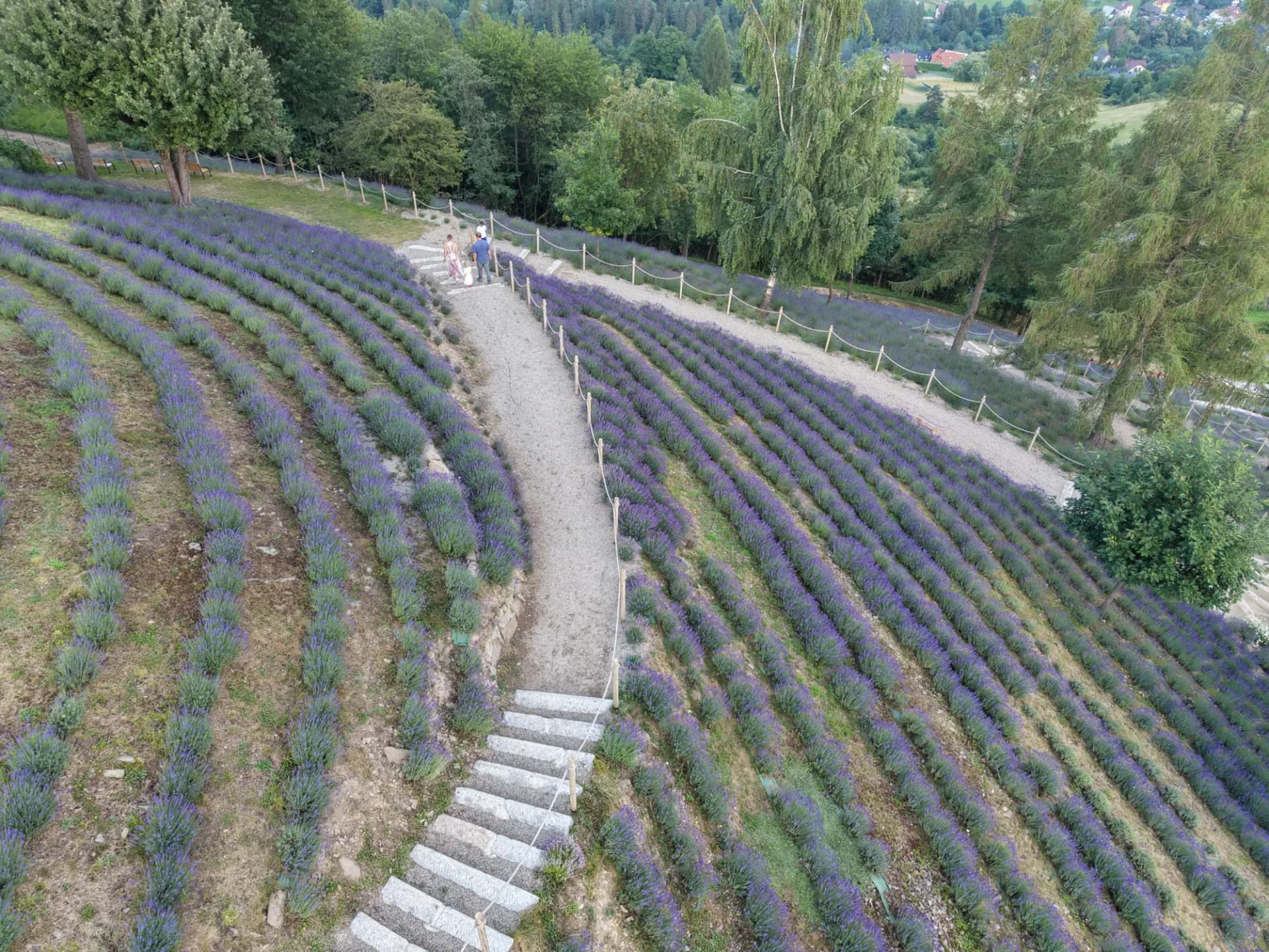 Rzędy kwitnącej lawendy na stromym zboczu, kamienne schody i żwirowa alejka pośrodku plantacji