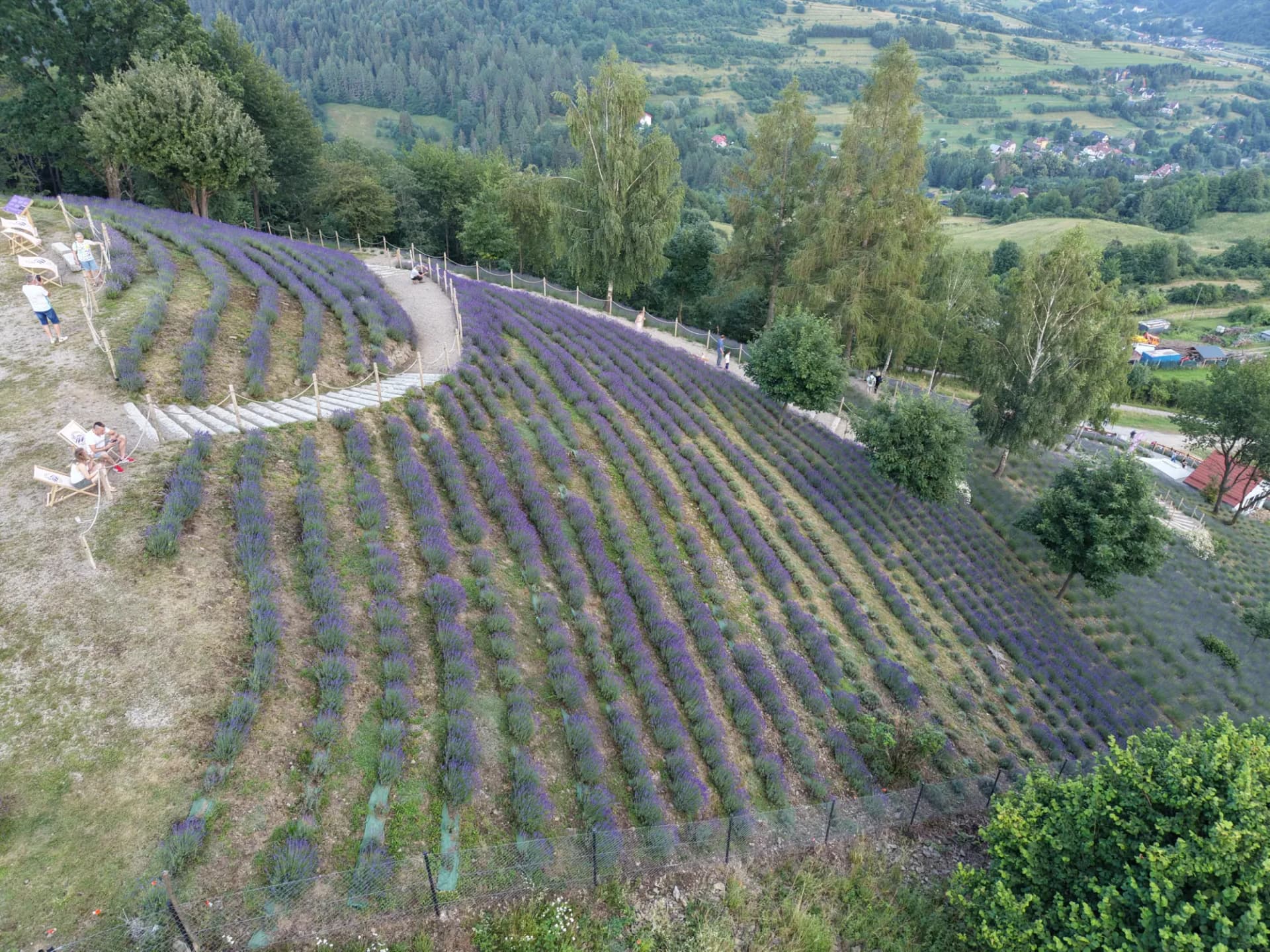 Plantacja lawendy na wzgórzu w Szczawnicy z leżakami i widokiem na doliny Pienin