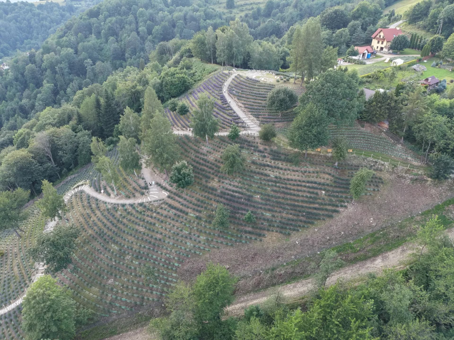 Widok z lotu ptaka na plantację lawendy wtuloną w zalesione wzgórze