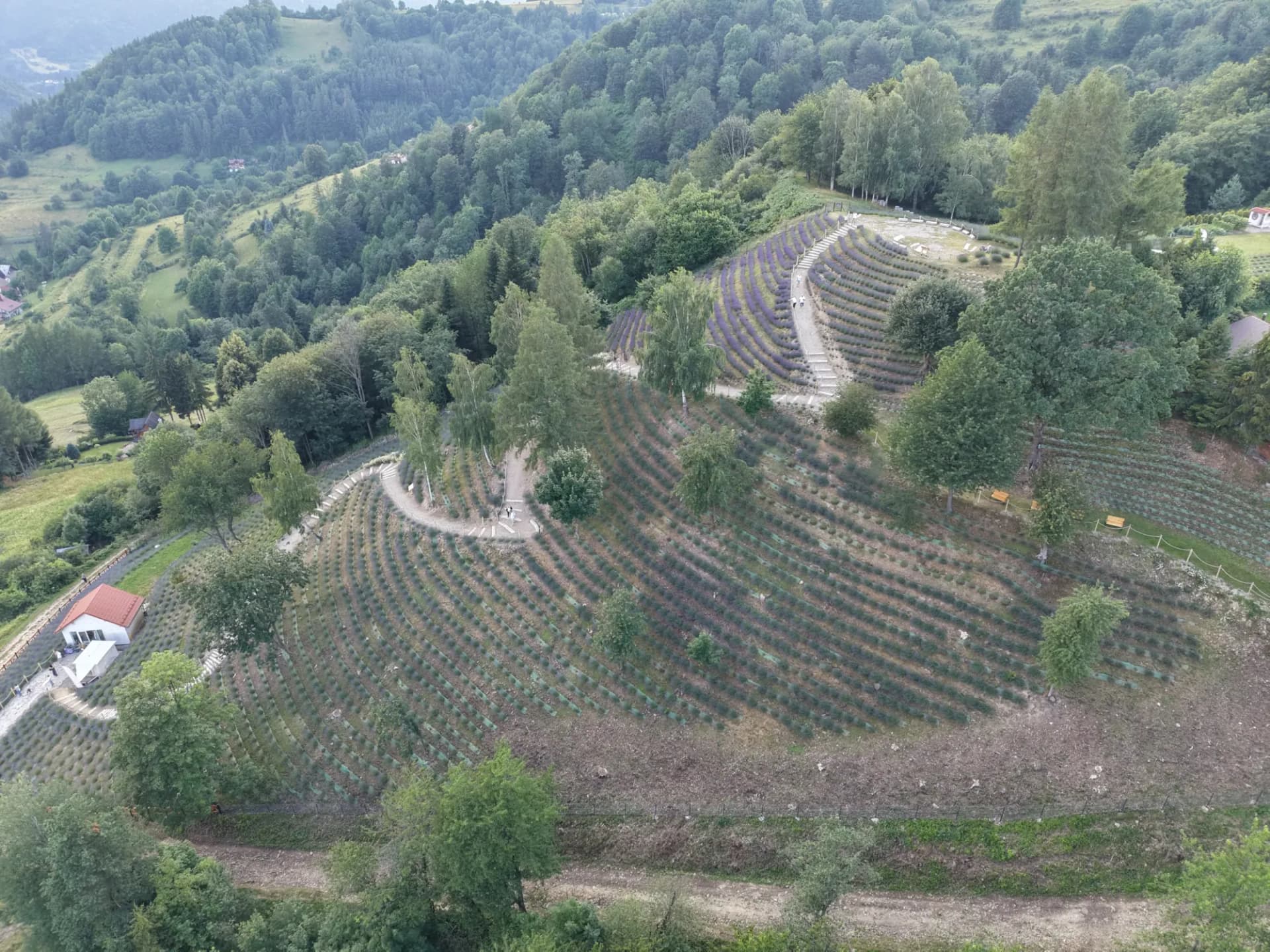 Panorama pienińskich wzgórz z plantacją lawendy na grzbiecie, dookoła lasy i łąki