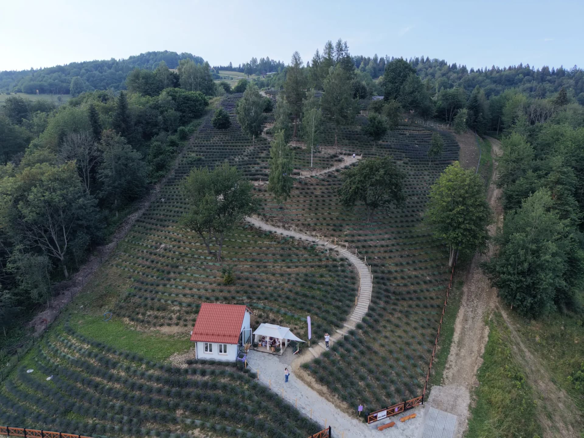 Plantacja lawendy na wzgórzu z domkiem o czerwonym dachu i schodami wijącymi się w górę zbocza