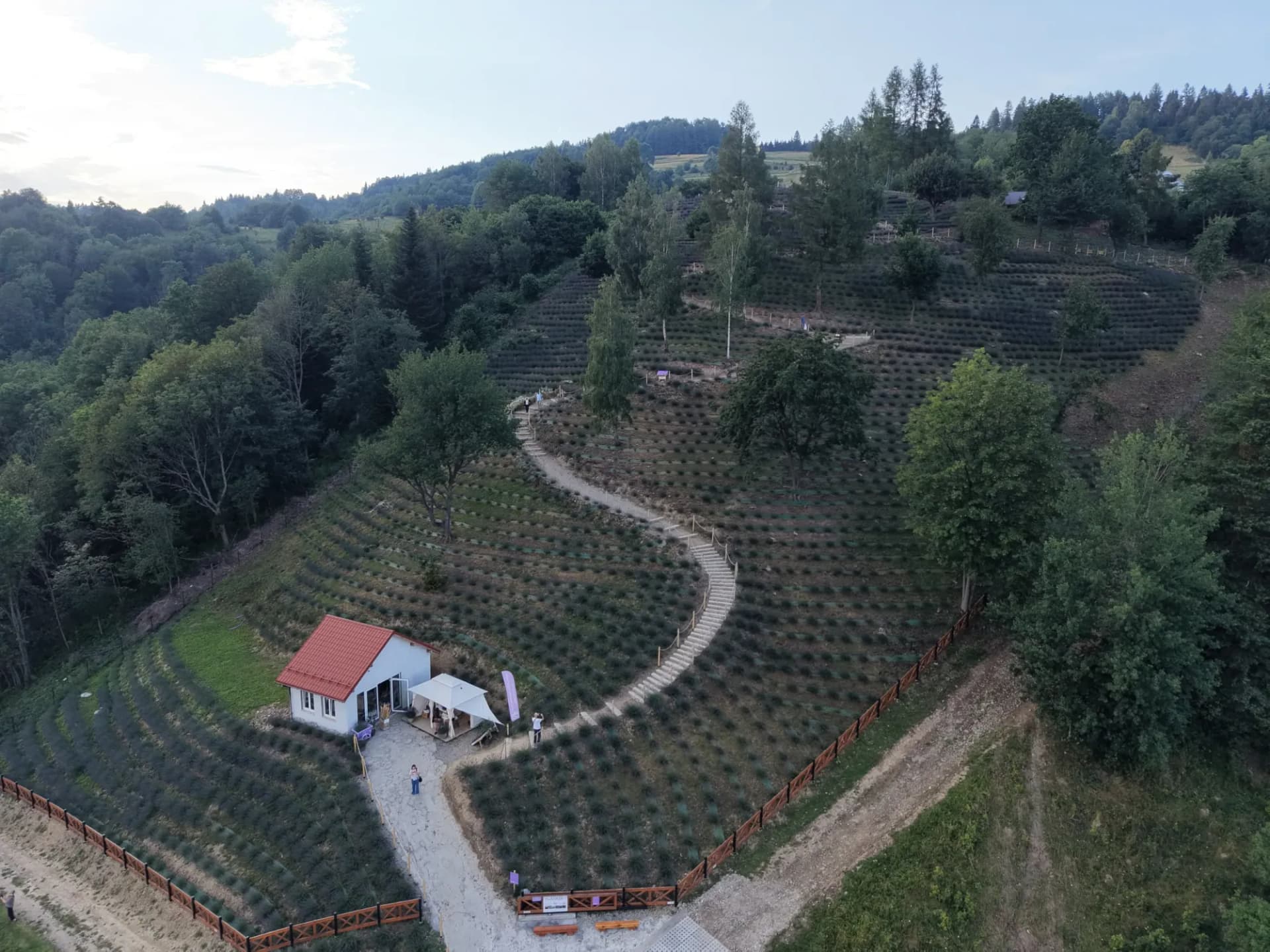 Lawendowe Wzgórza o zmierzchu - domek z czerwonym dachem, schody i tarasy lawendy na stoku