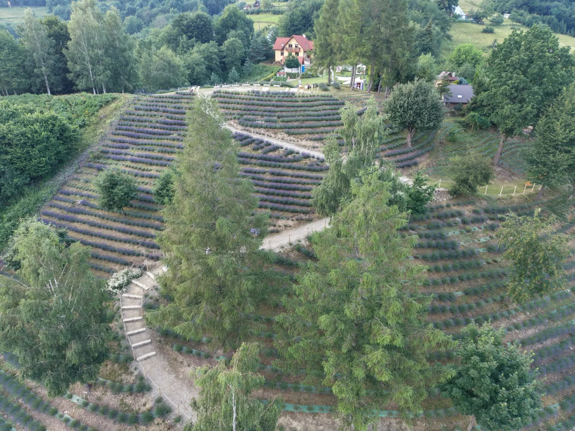 Rzędy kwitnącej lawendy na zboczu wśród brzóz i modrzewi, w tle dom z czerwonym dachem