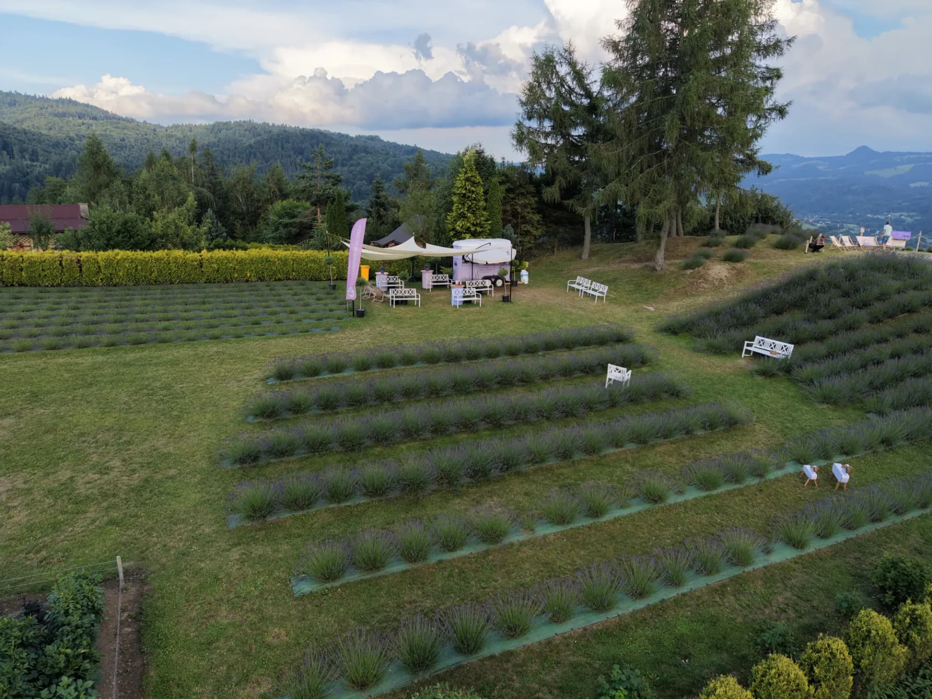 Lawendowe pole z białymi ławkami i kawiarnią w food trucku, w tle panorama Pienin