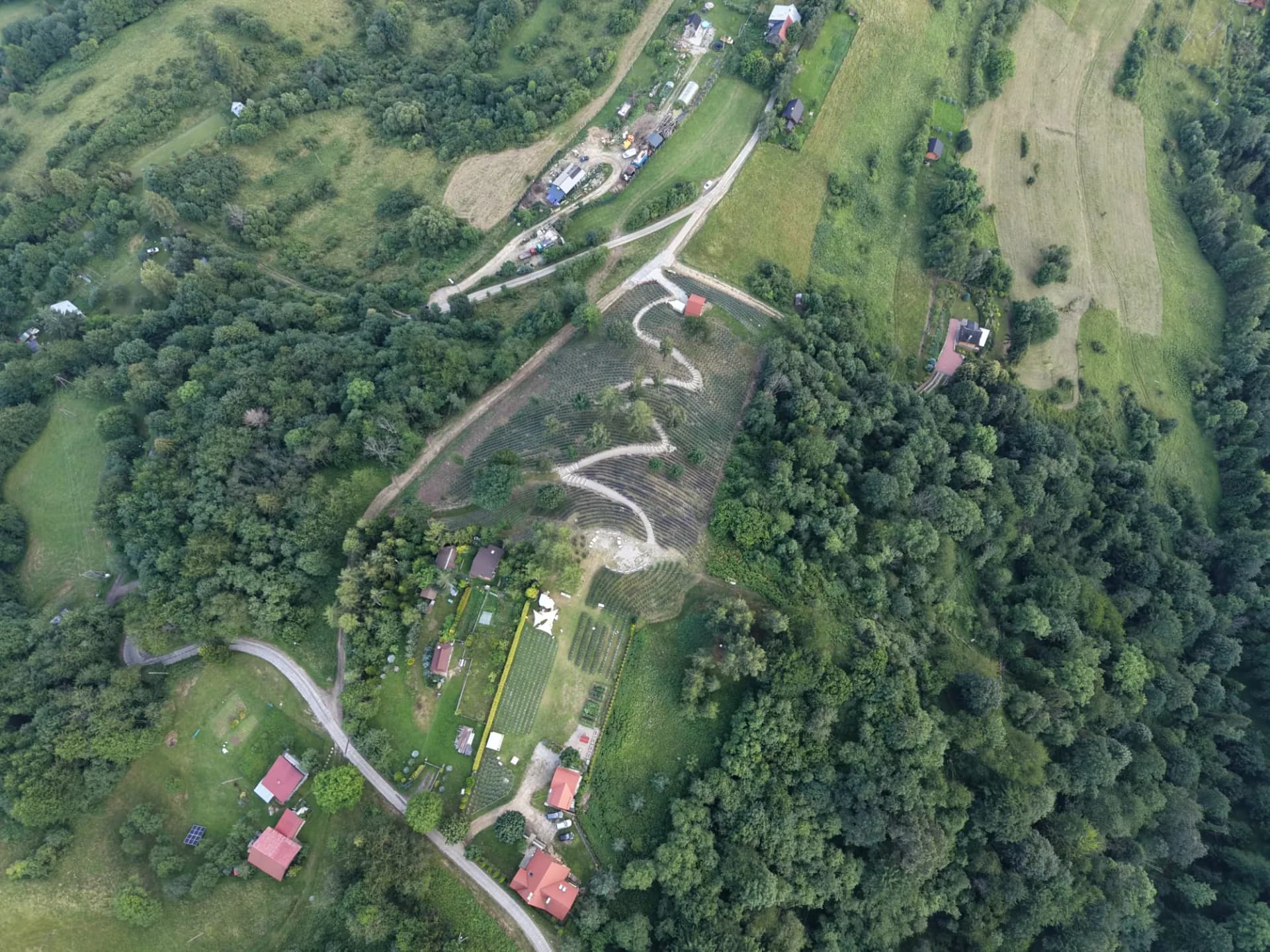 Plantacja lawendy z lotu ptaka pośród lasów i pól Bereśnika w Szczawnicy