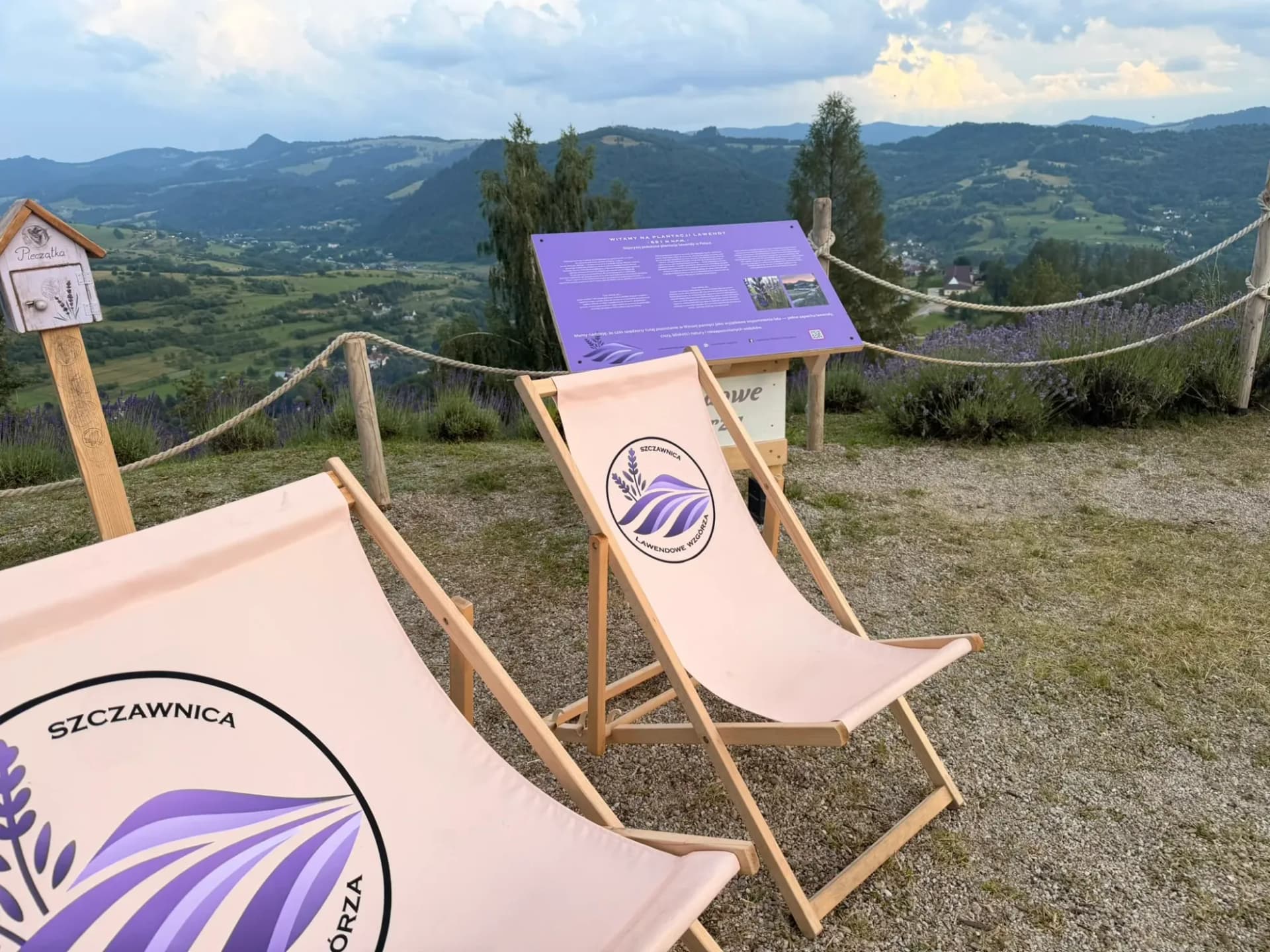 Leżaki z logo Lawendowych Wzgórz na plantacji lawendy w Szczawnicy, w tle panorama Pienin