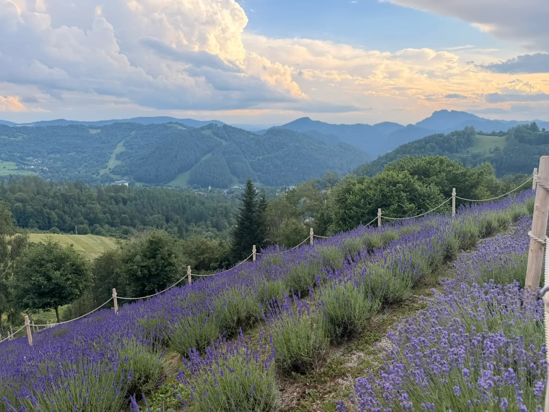 Panorama Pienin znad kwitnącego pola lawendy w Szczawnicy o zachodzie słońca