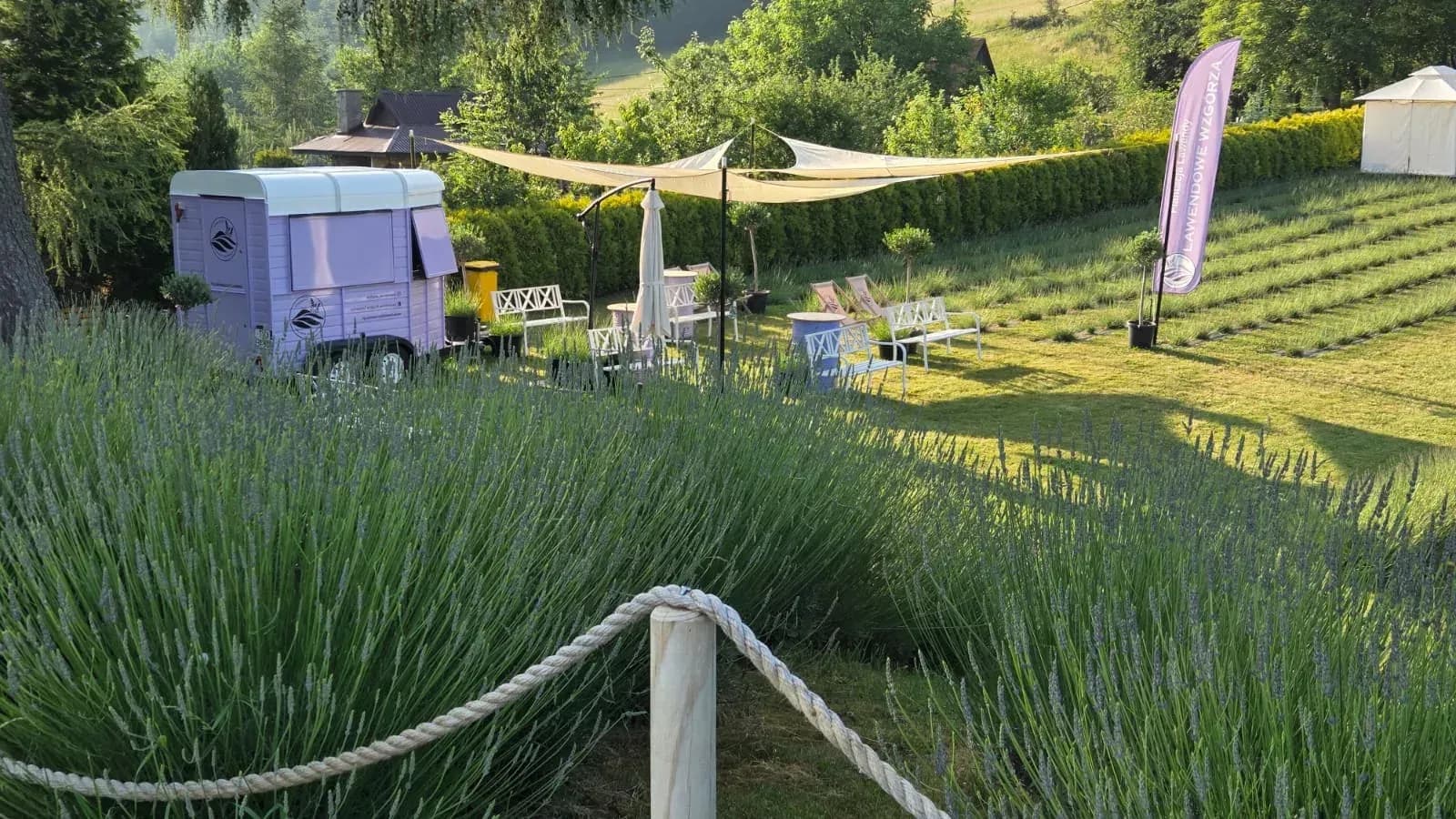 Lawendowy food truck i strefa wypoczynku z ławkami na plantacji w Szczawnicy