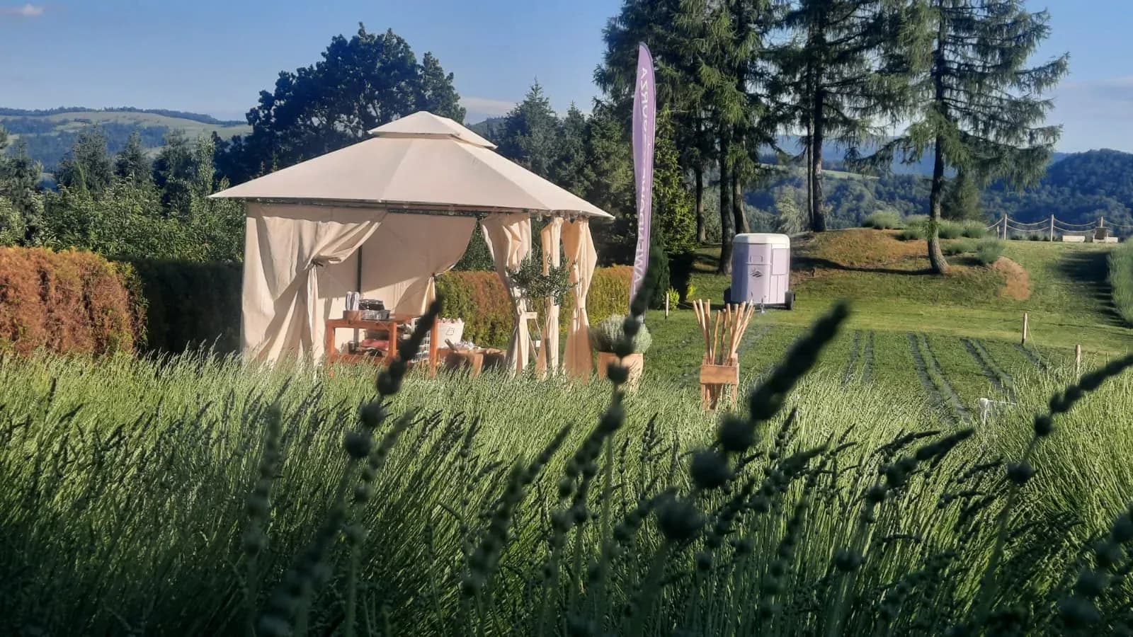 Namiot ze sklepikiem na plantacji lawendy, w tle panorama pienińskich wzgórz